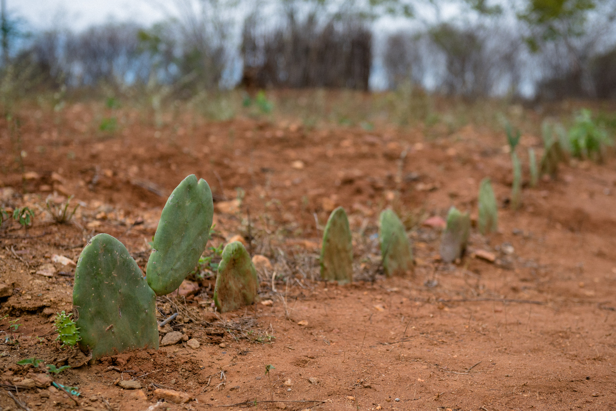 Leia mais sobre o artigo Seca no Brasil: qual o cenário e como assegurar o direito à água adequada